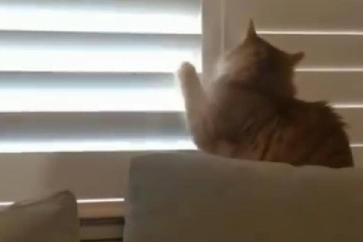 TikTok: Gatito desobedece a su dueño y abre las persianas