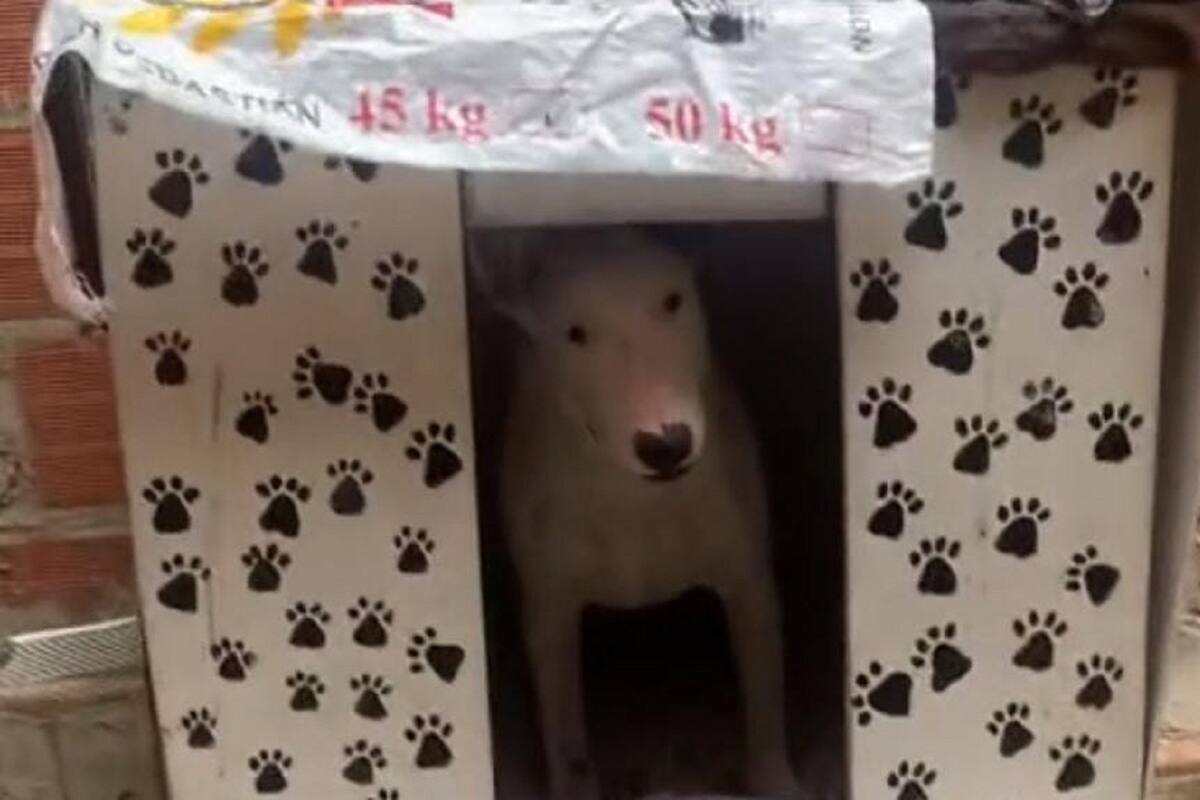VIDEO VIRAL: Así reaccionó este perrito al ver la lluvia por primera vez