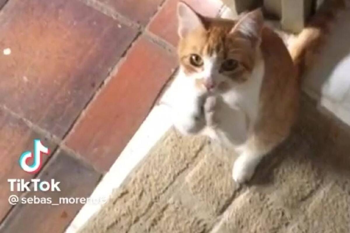 Gatito se vuelve viral en TikTok por su curiosa forma de pedir comida