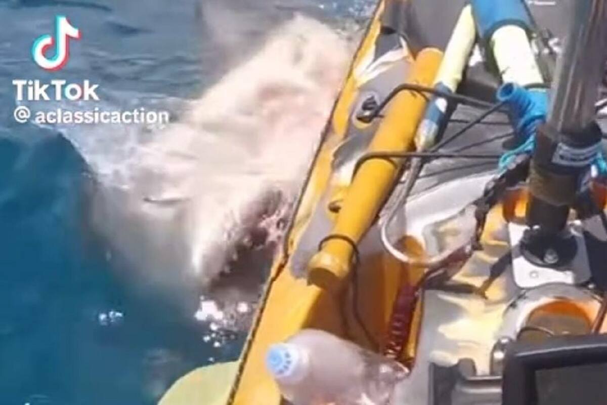 Joven graba el momento preciso en el que es atacado por un tiburón en su bote