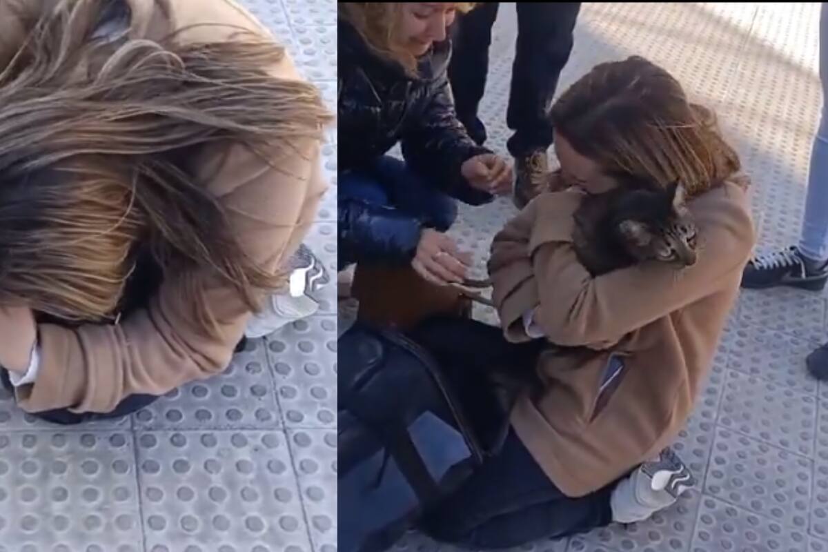 Coco, un gatito perdido en medio de trágico incendio en Valencia, regresa a los brazos de su dueña
