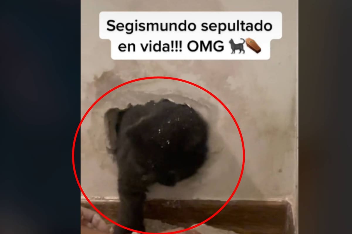 VIDEO: Rescatan a un gatito que fue sepultado vivo