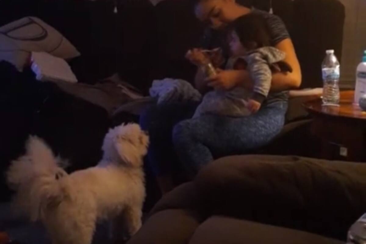VIDEO: Perrito suplica papilla de bebé a su dueña y conmueve TikTok