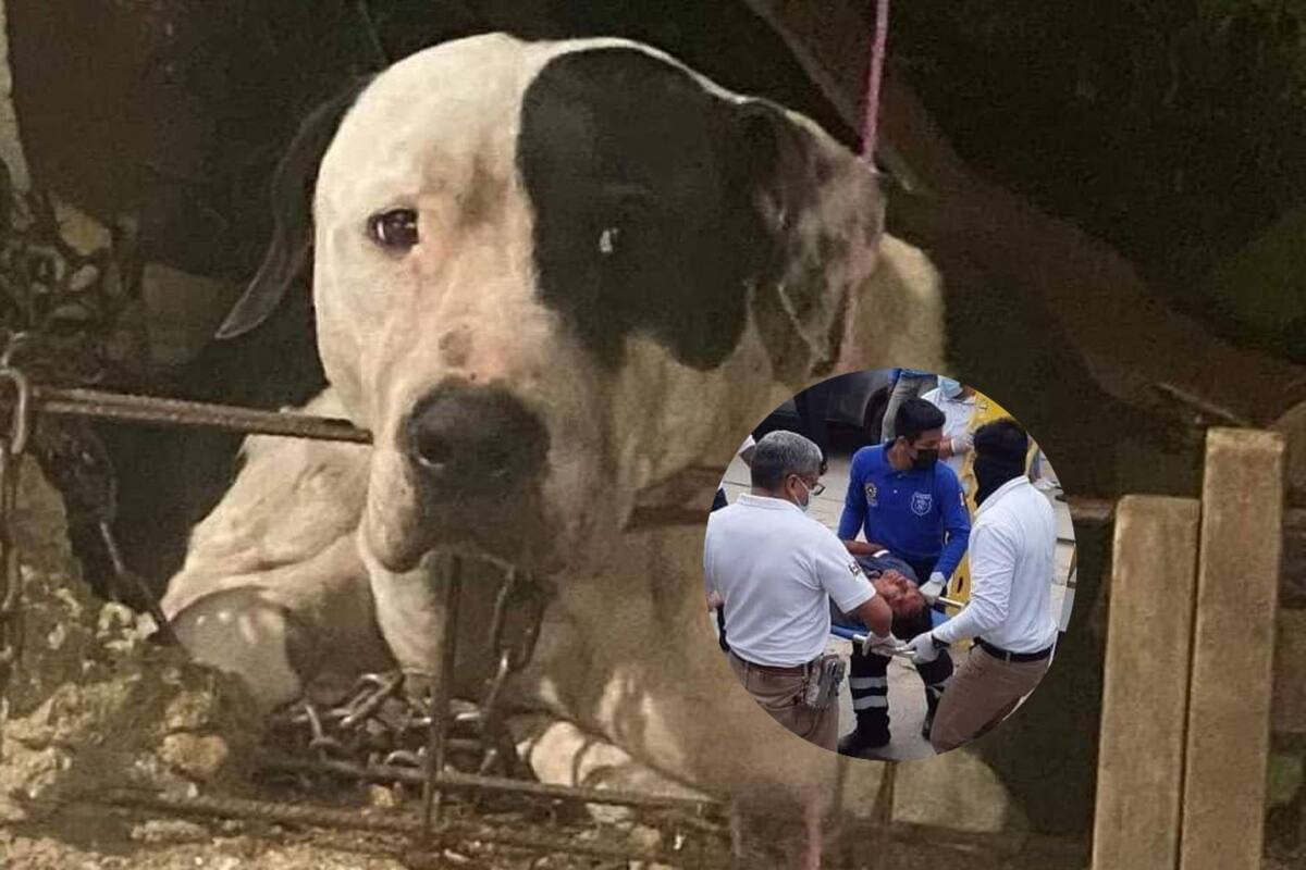 Pitbull evita robo al morder a ladrón y familia del criminal quiere sacrificarlo