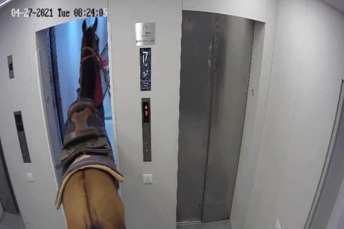 VIDEO: Hombres suben a un caballo hasta el sexto piso de edificio; los detiene la policía