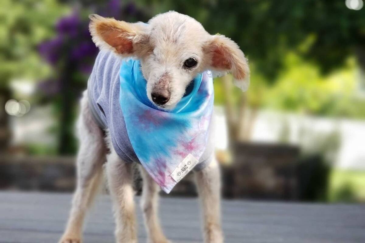 Mujer adopta a perrito sin un ojo de un refugio para ancianos