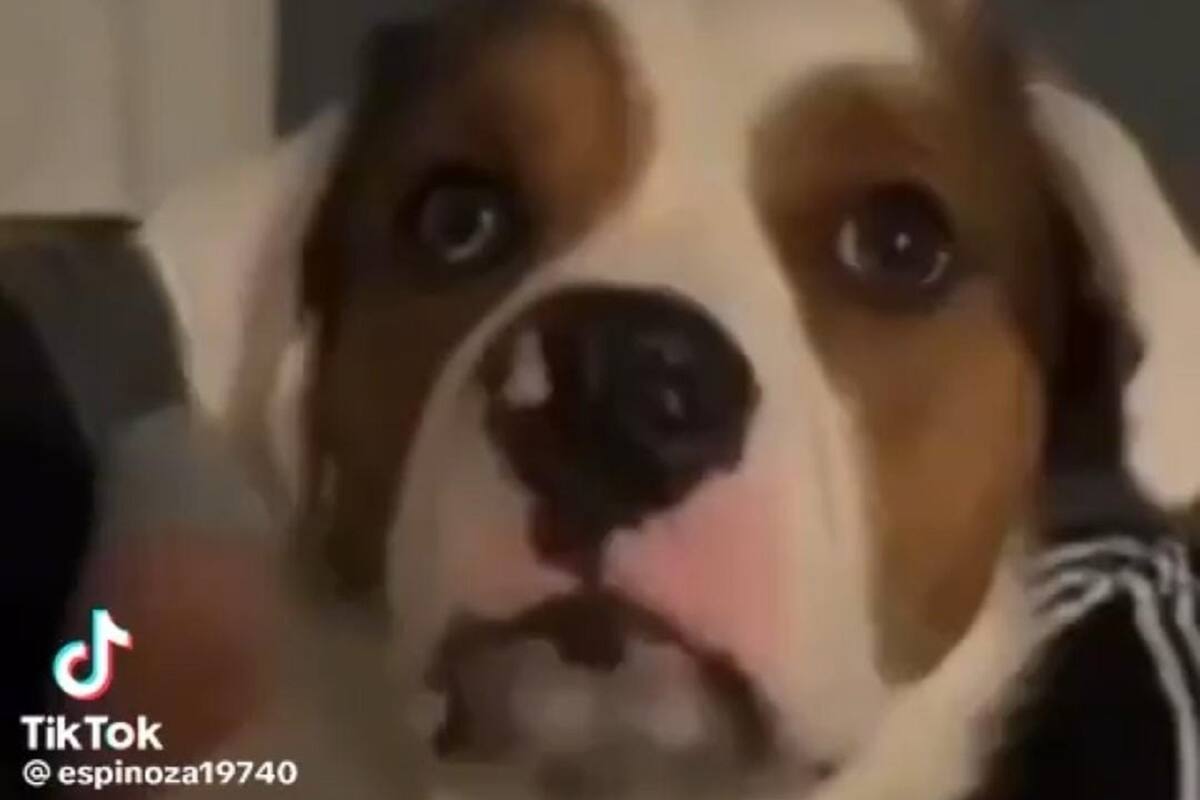 Perrito hace reír en TikTok al ladrar despacio para no despertar a su familia