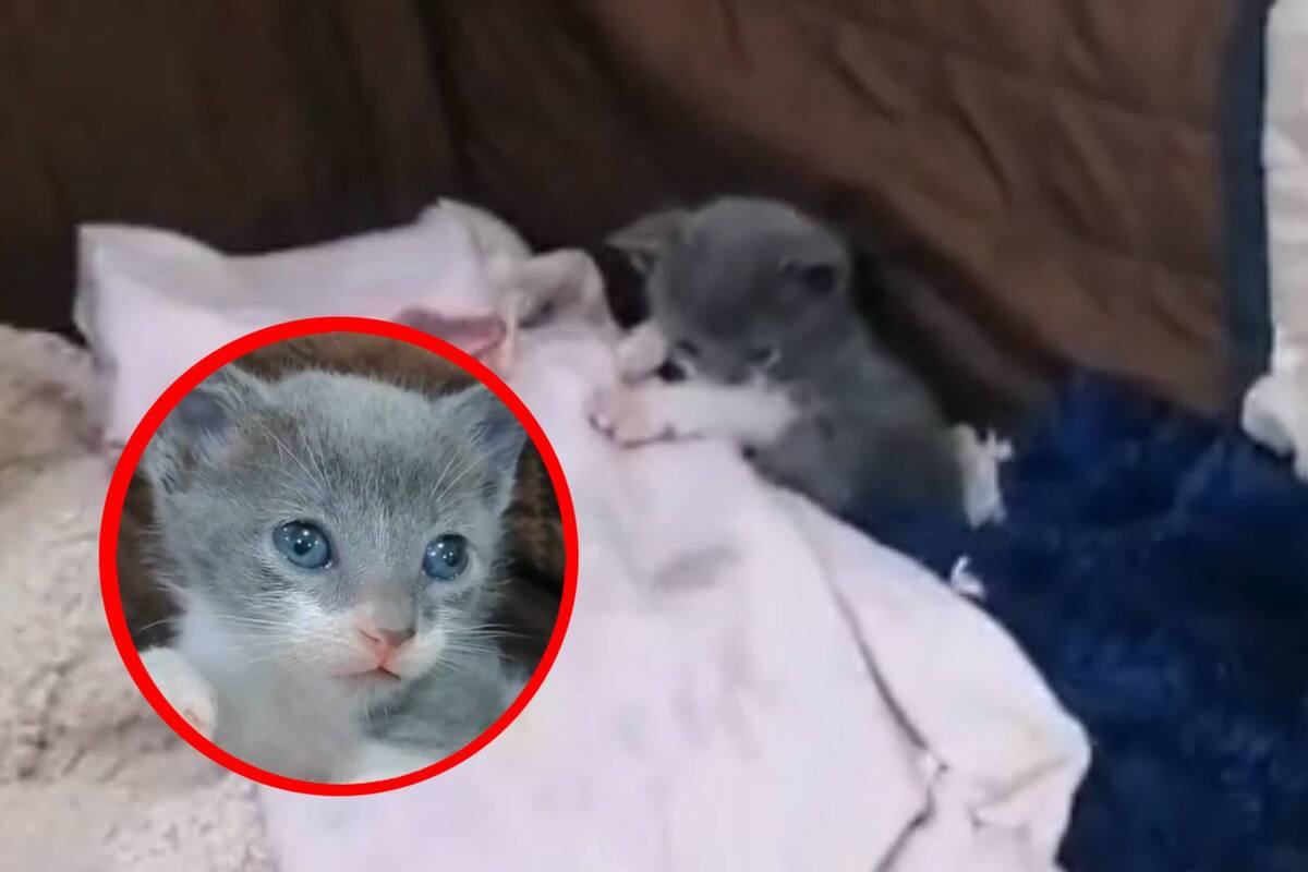 VIRAL: Gatito conmueve a usuarios de TikTok, pues su mamá ya no lo quiere