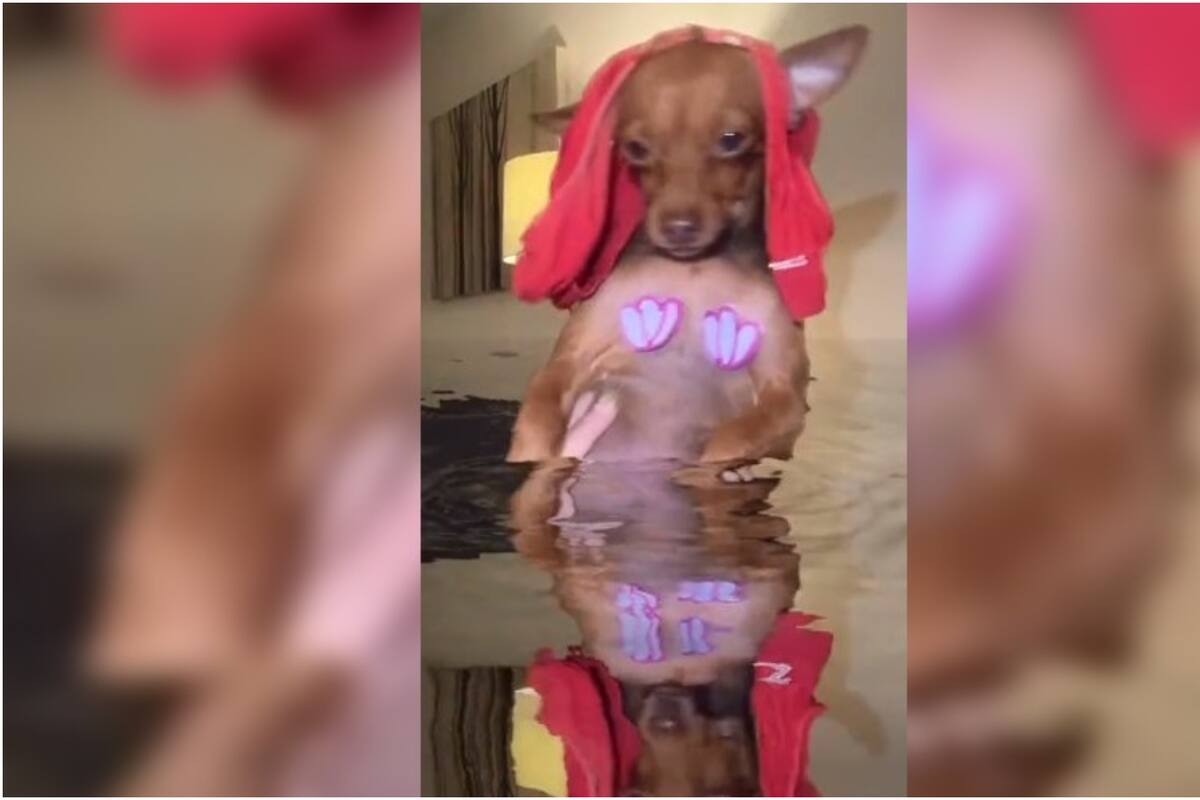 La sirenita versión perruna arrasa en redes sociales con su divertida parodia