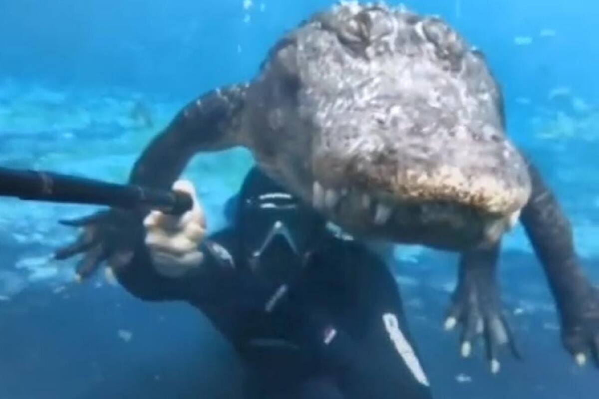 VIDEO VIRAL: Buzo graba muy de cerca a un enorme cocodrilo