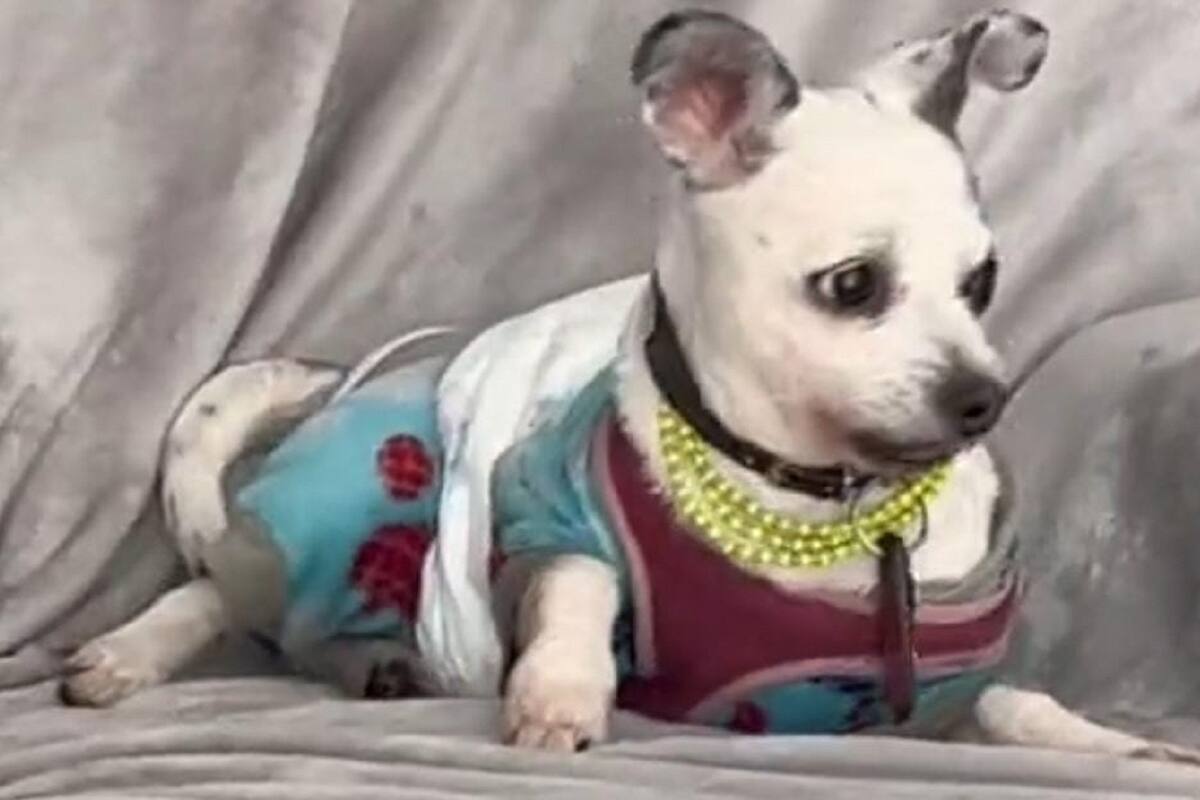 VIDEO VIRA: Así reaccionó este perrito al escuchar la alerta sísmica