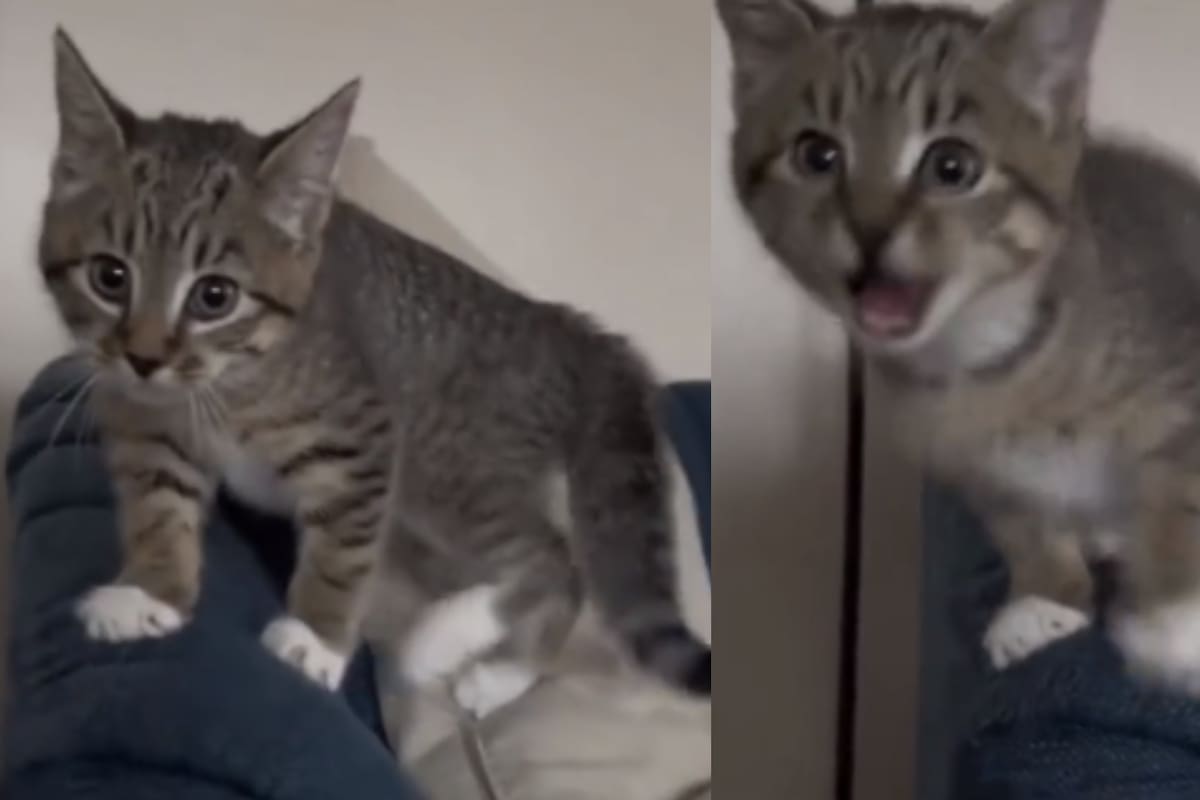 Viral: Gatito que fue criado entre perros LADRA y sorprende a los usuarios de redes sociales