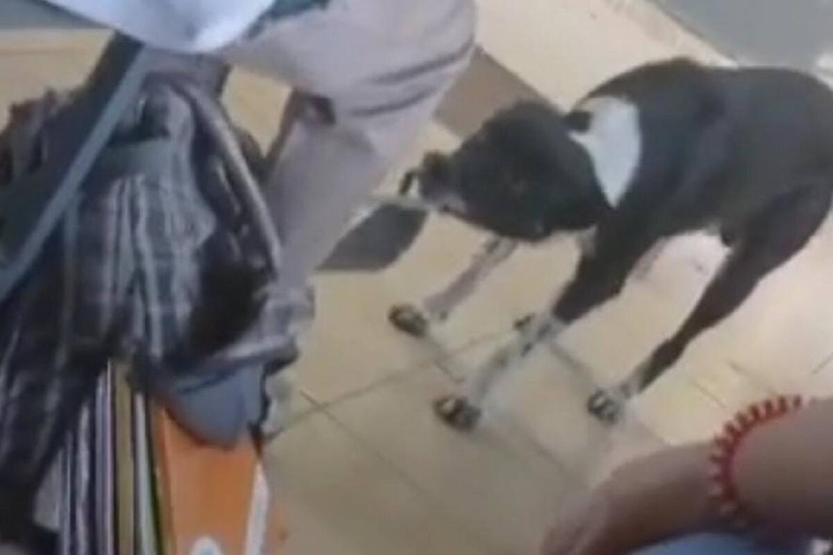 VIDEO VIRAL: Perrito le roba la mochila a un estudiante
