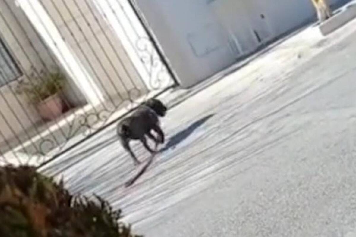 Perrito no se da cuenta que su dueña le suelta la cadena y sigue caminado sin ella