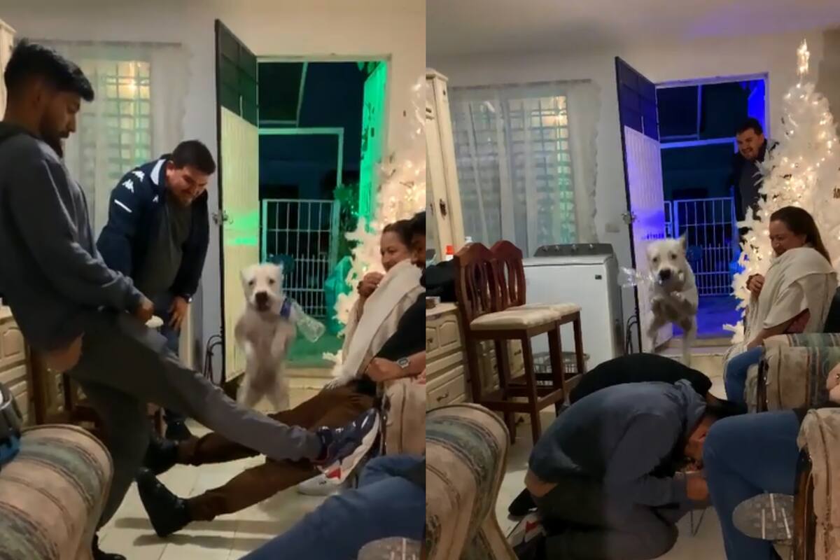 Un perro volador: Mascota supera cualquier obstáculo en reunión navideña