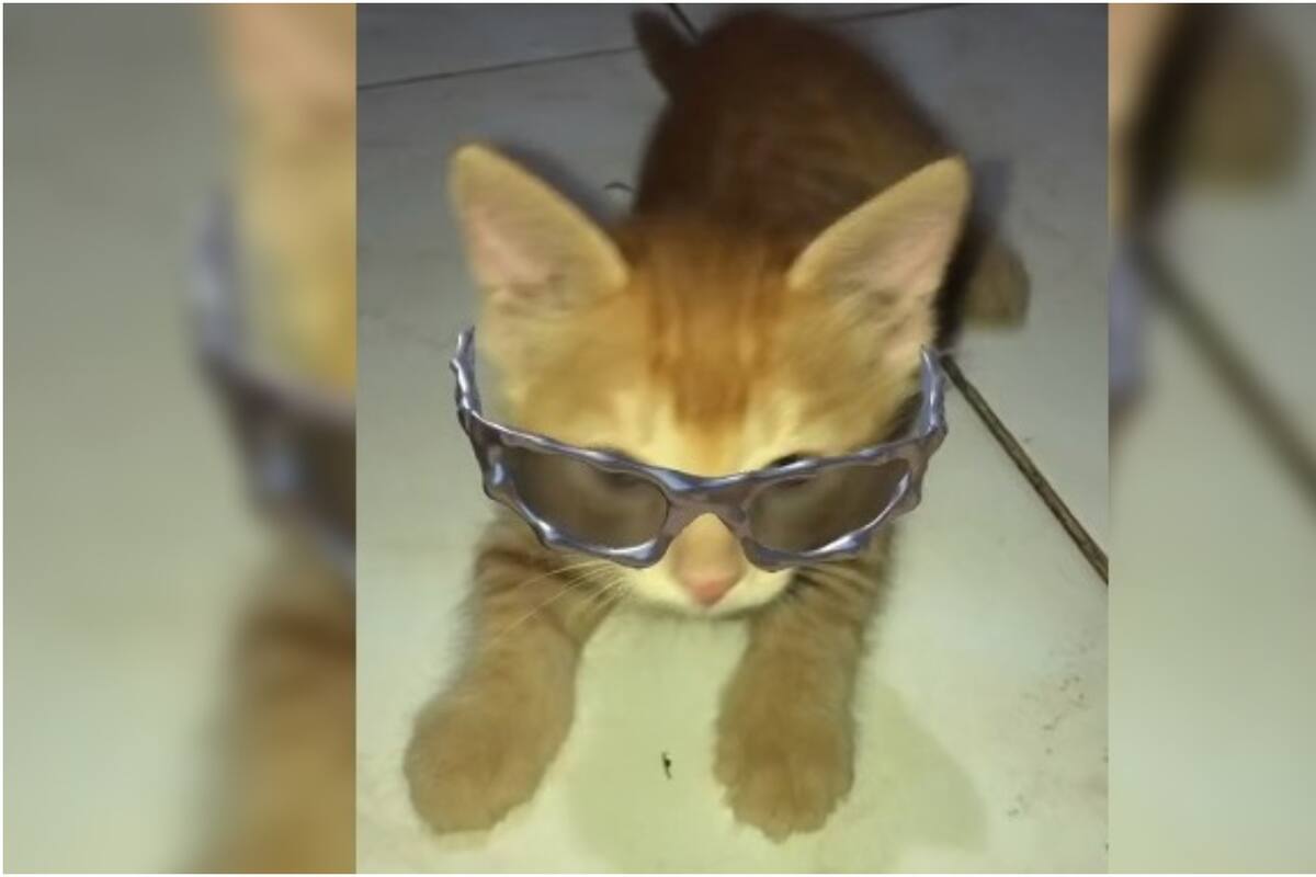 VIRAL: Gatito curioso se vuelve tendencia en redes sociales