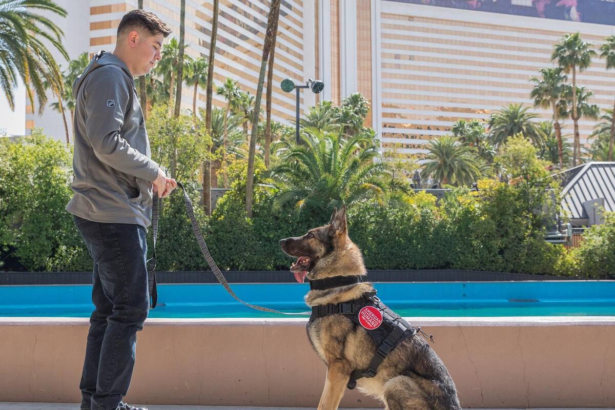 Militar adiestrador se reúne con su compañero K-9 tras ser separados durante el servicio