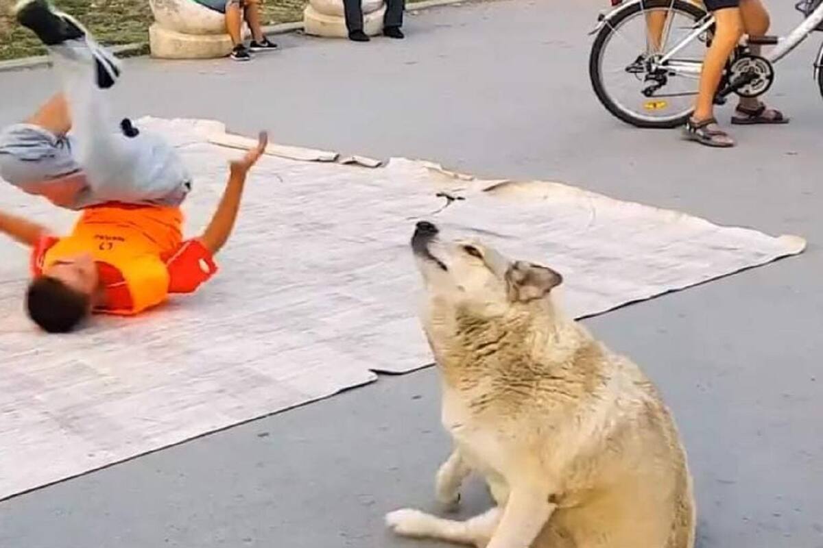Perrito se pone a bailar “break dance” junto a artista callejero