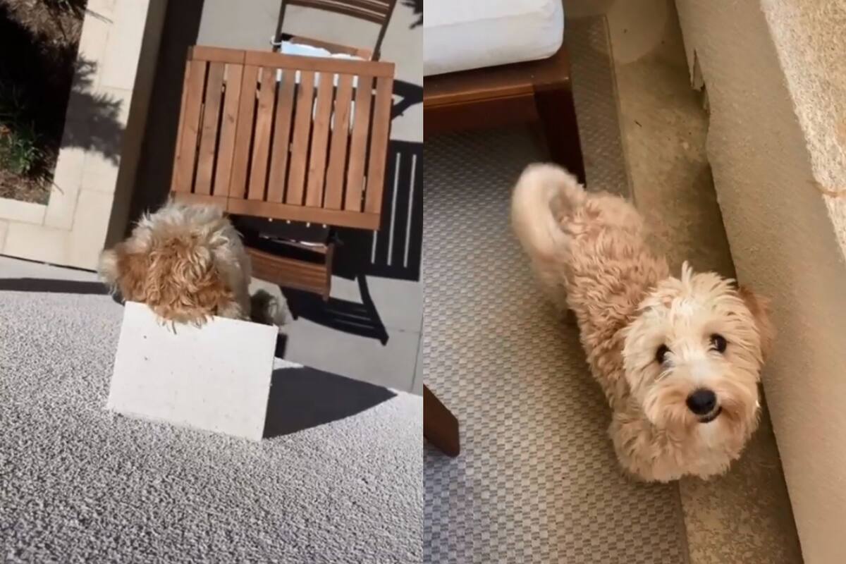 Perrito mete la cabeza en orificio de drenaje para saludar a vecinos