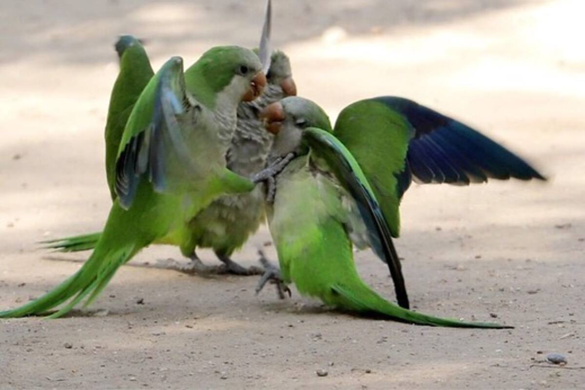 Pelea de pericos se hace viral en Facebook