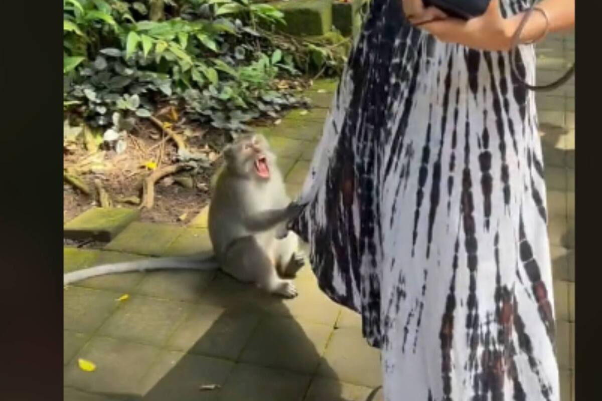 VIDEO: Un mono intenta robar bolsa de lujo a una mujer