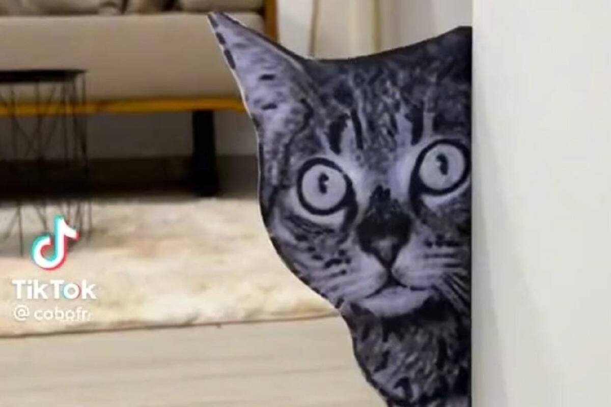 VIDEO VIRAL: Hombre asusta a sus gatos con la imagen de otro “michi”
