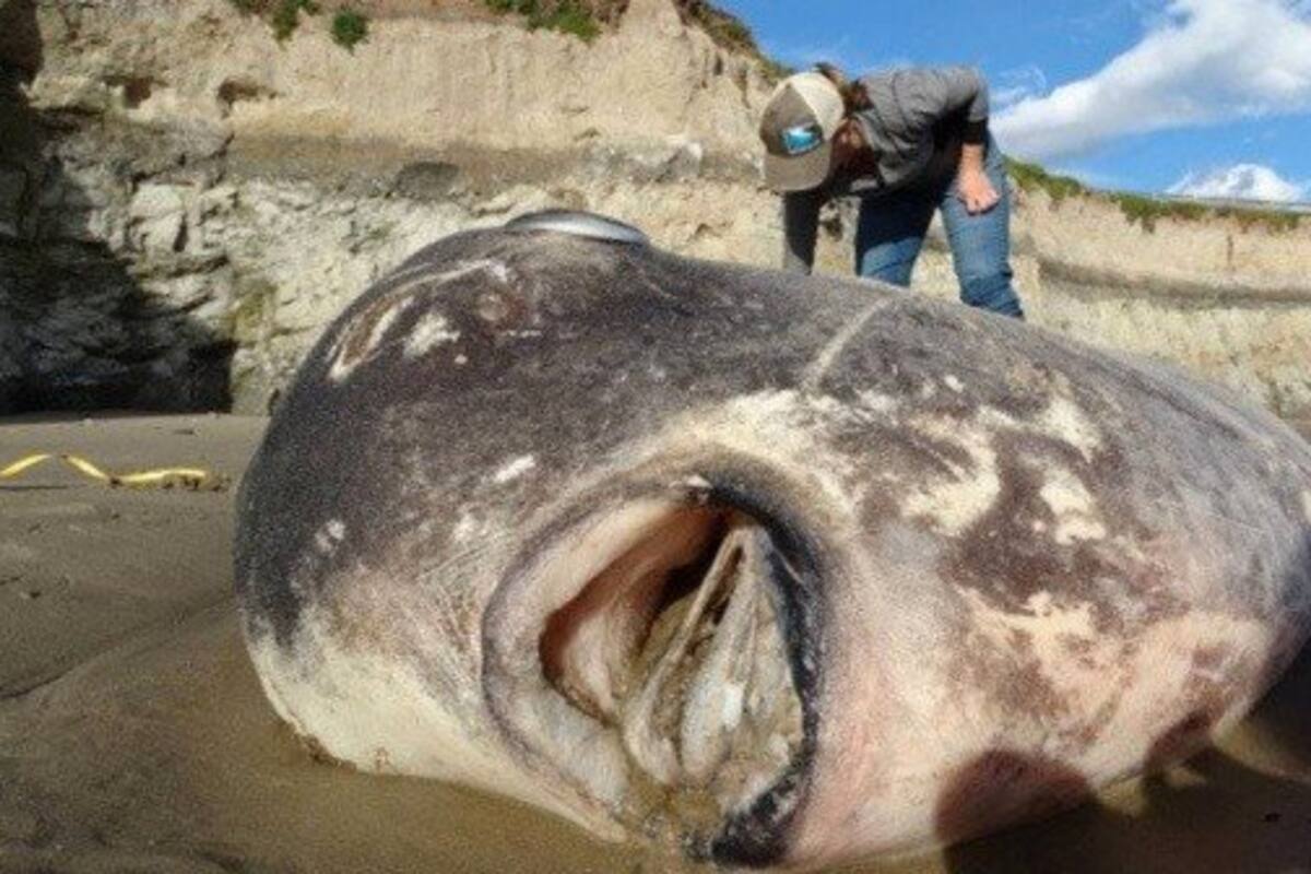Encuentran pez gigante con apariencia de ''extraterrestre''