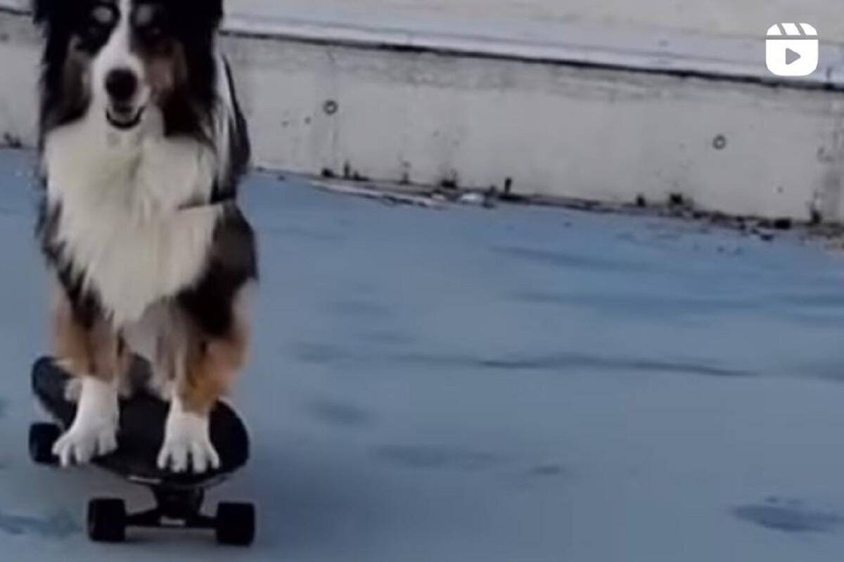 VIDEO VIRAL: Perrito sorprende a todo internet con su increíble habilidad para patinar