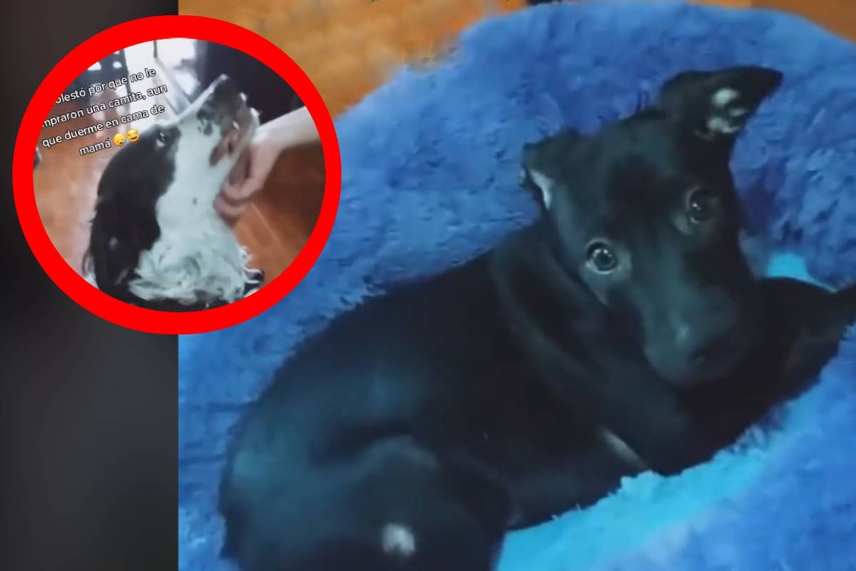 VIDEO: Perrito se encela y hace berrinche porque no le compraron una cama