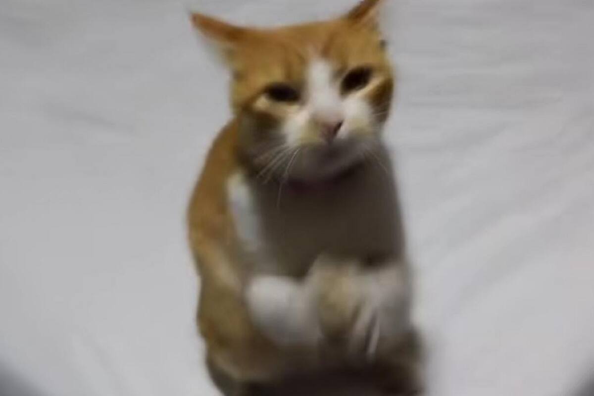 VIDEO VIRAL: Joven graba a su gatita bailando con canción de reguetón