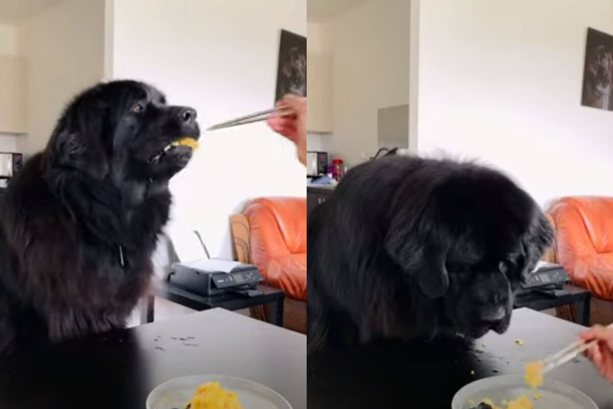 Dueño de perrita le da desayuno gourmet