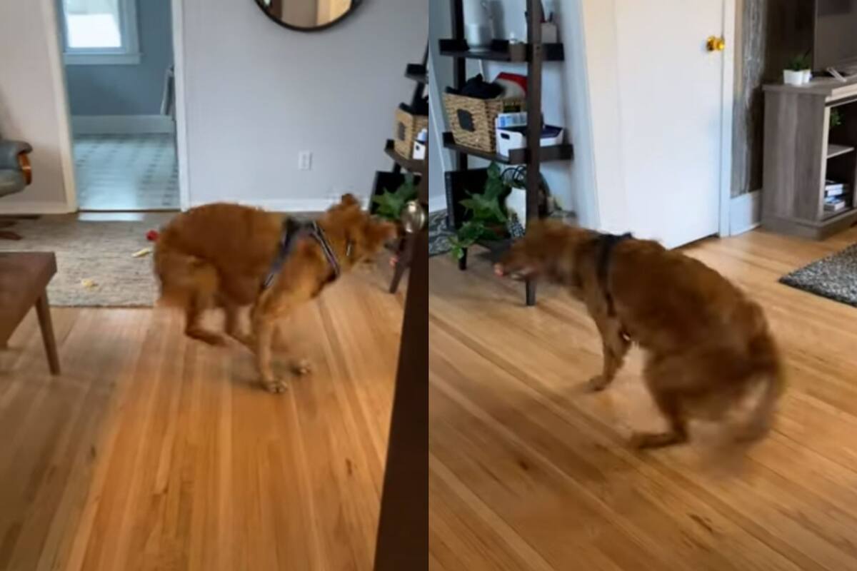 VIDEO: Tierno perrito da vueltas al regresar de paseo