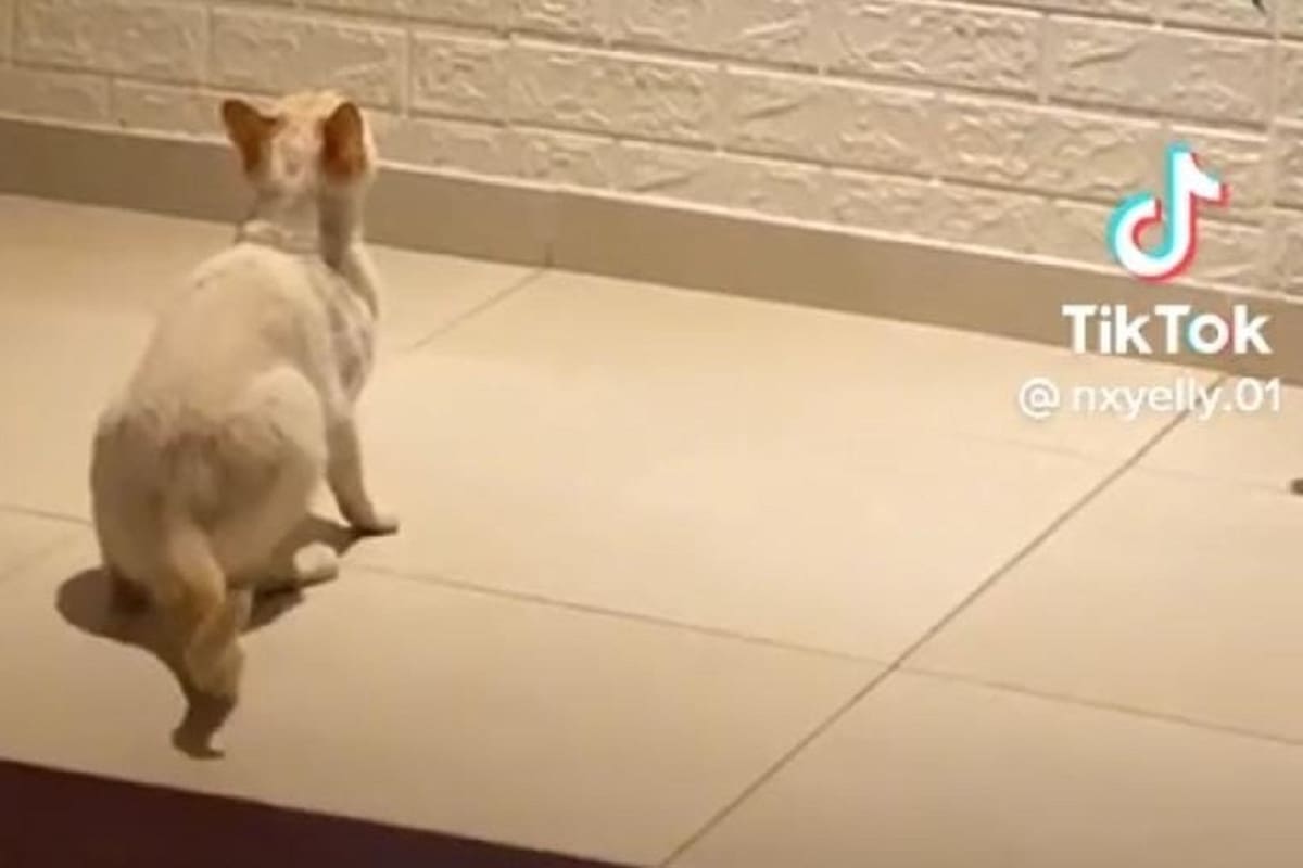 Gatito sale corriendo del miedo al ver la película "El rey león"