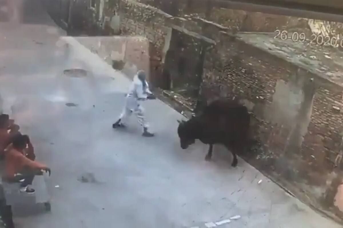 VIDEO: ¡Karma! Hombre golpea a toro en la calle y este se defiende atacándolo