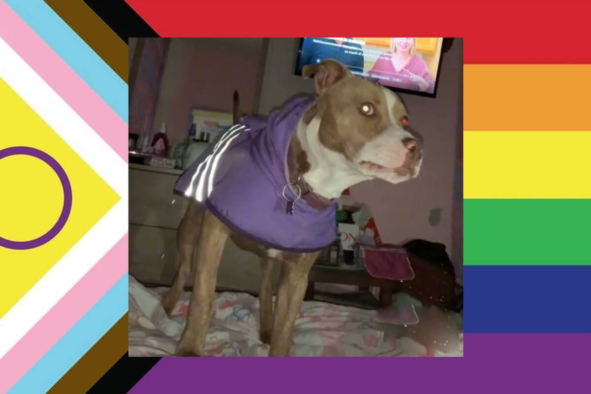 VIDEO: Perrita conmociona a TikTok guardando silencio antes que ser hetero