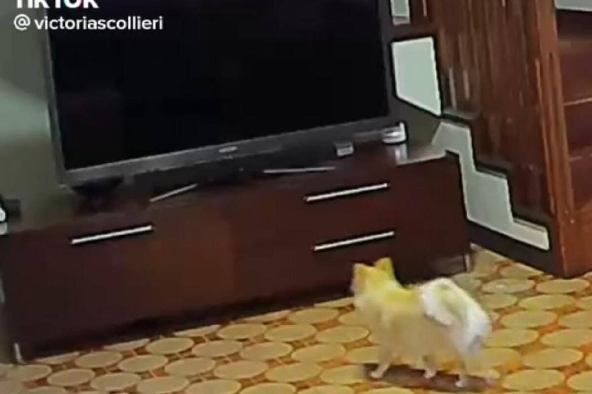 VIDEO VIRAL: Perrita despierta a su familia al encender la tele a todo volumen