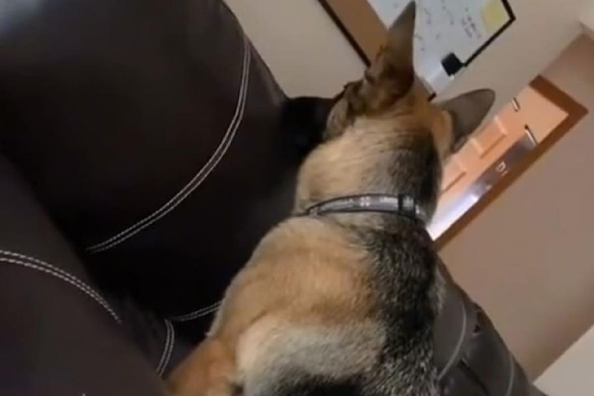 Joven graba la reacción de su perrito cuando pone películas de terror