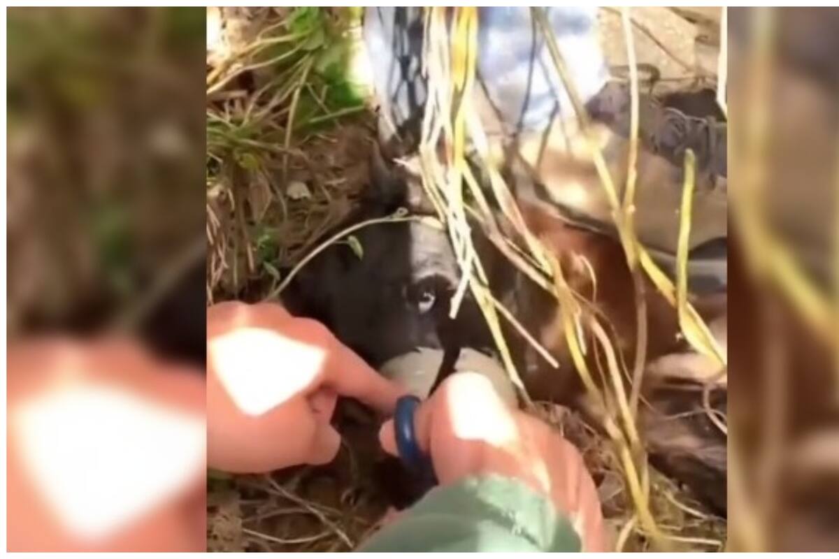 Emotivo rescate: Perrita maltratada encuentra una nueva oportunidad gracias al amor