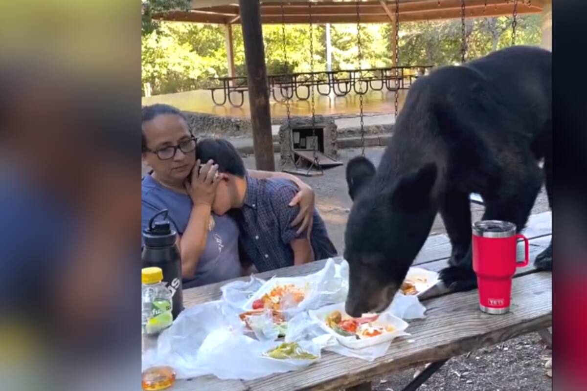 VIRAL: ¡un oso atemorizó a una familia al comerse toda la comida de su picnic!