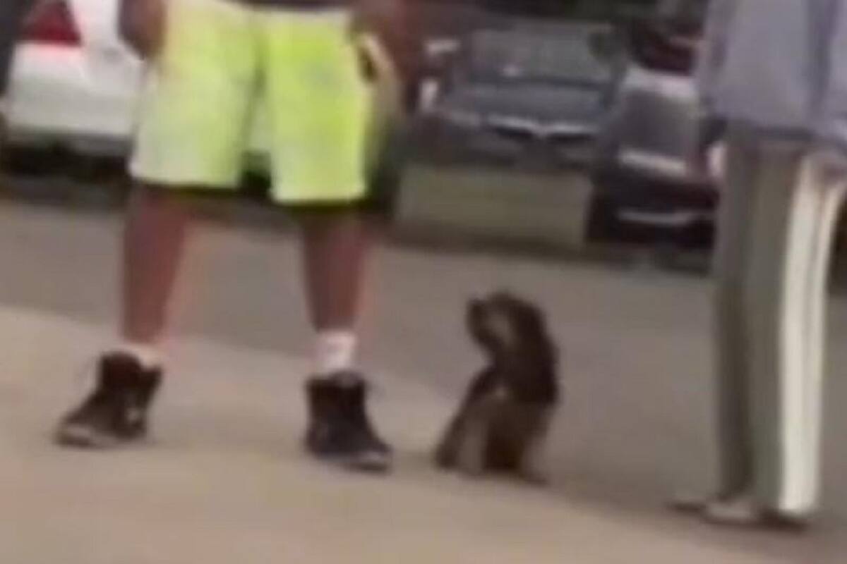 TikTok: Así reaccionó este perrito al tener que decidir con cuál de sus dos dueños irse