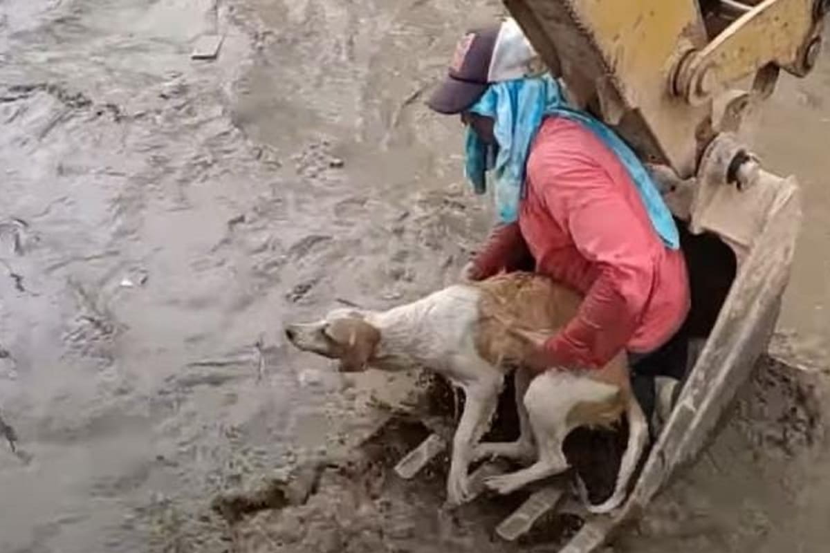 Hombre se sube al brazo de una excavadora para rescatar a perrito atorado en un canal