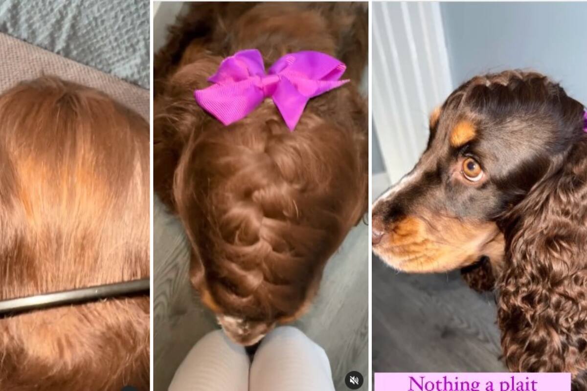 VIDEO VIRAL: Perrita sorprende con su hermoso pelaje y causa envidia en Internet