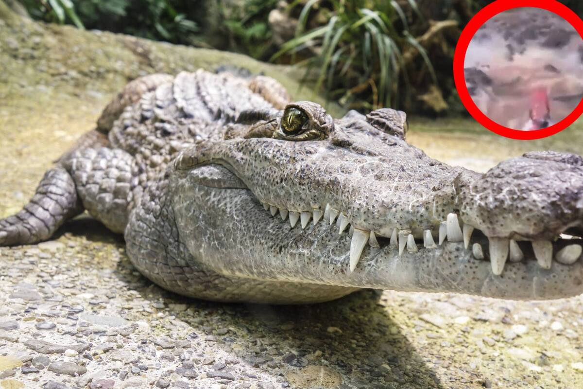 VIRAL: Hombre atraviesa por un nido de caimanes en Brasil