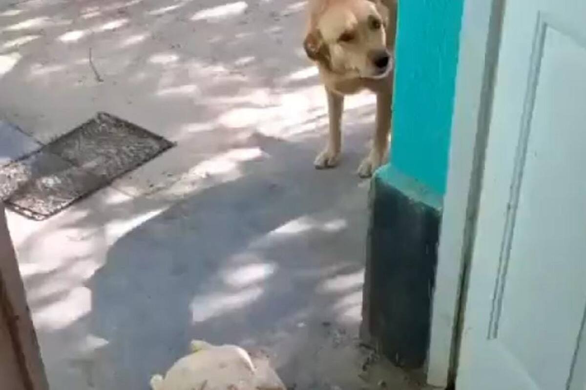 VIDEO VIRAL: Perrita se roba un pollo y se lo lleva a su dueña