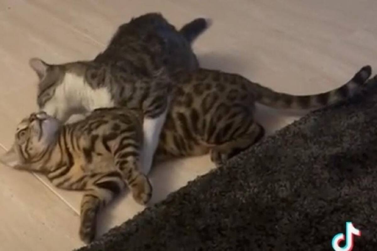 Gatos se vuelven virales en TikTok por su amoroso reencuentro