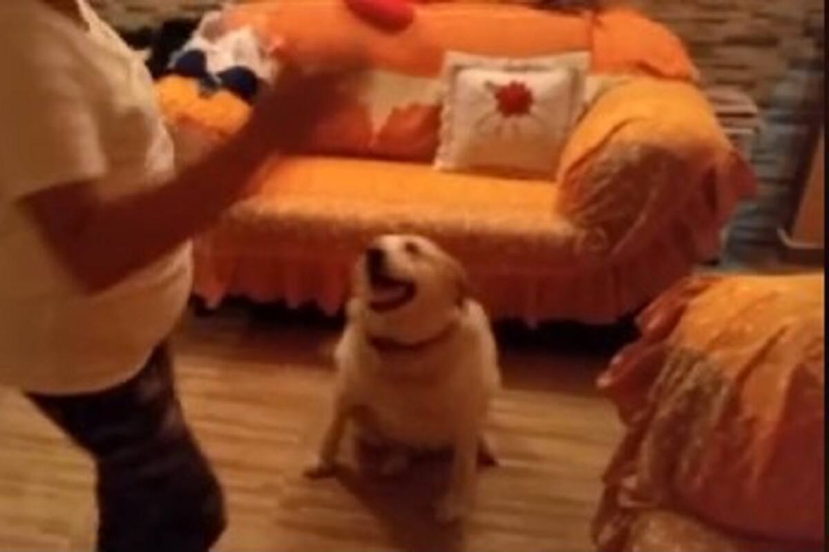 VIDEO VIRAL: Perrito es adoptado y "baila" con su dueña en agradecimiento