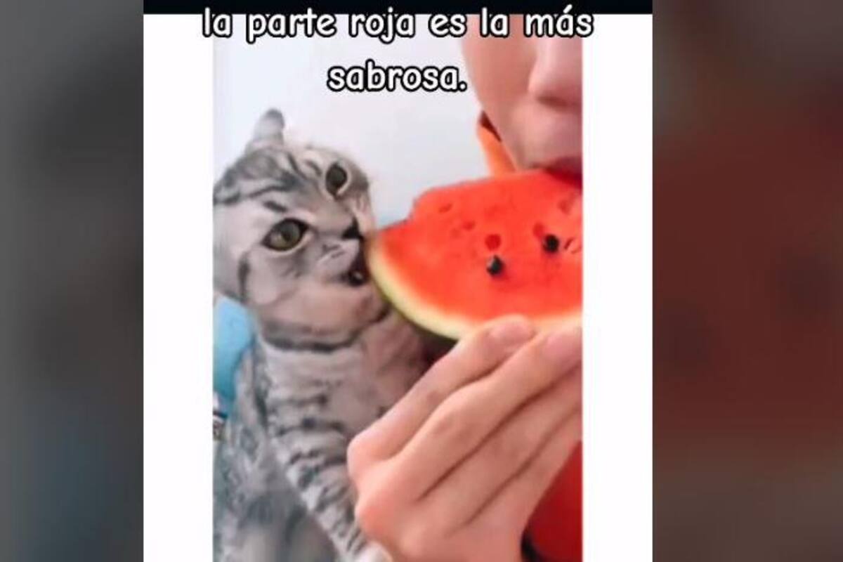 VIDEO: Gatito prueba una sandia y su reacción se vuelve viral