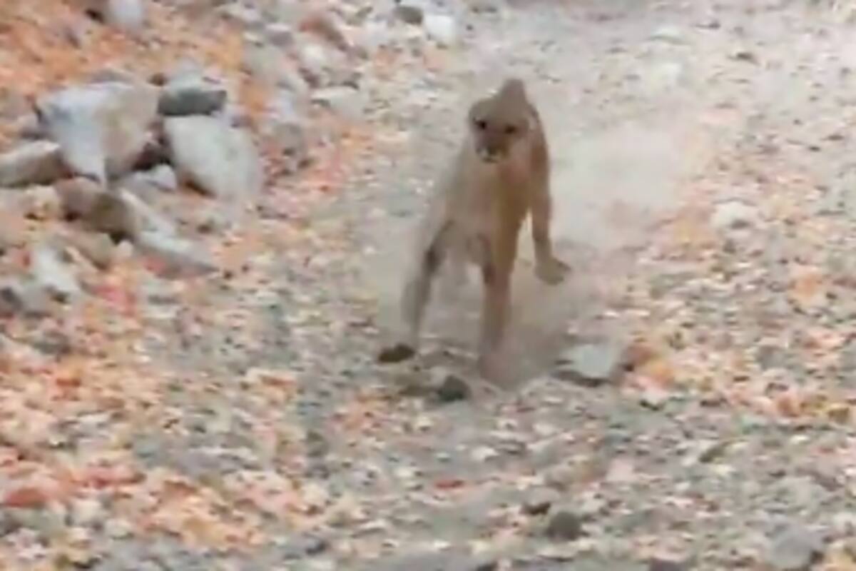 ¡Qué miedo! Hombre es perseguido por un puma salvaje y el video se hace viral