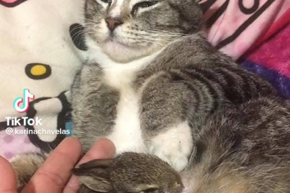 Gatita adopta a conejito del monte y lo trata como si fuera su hijo