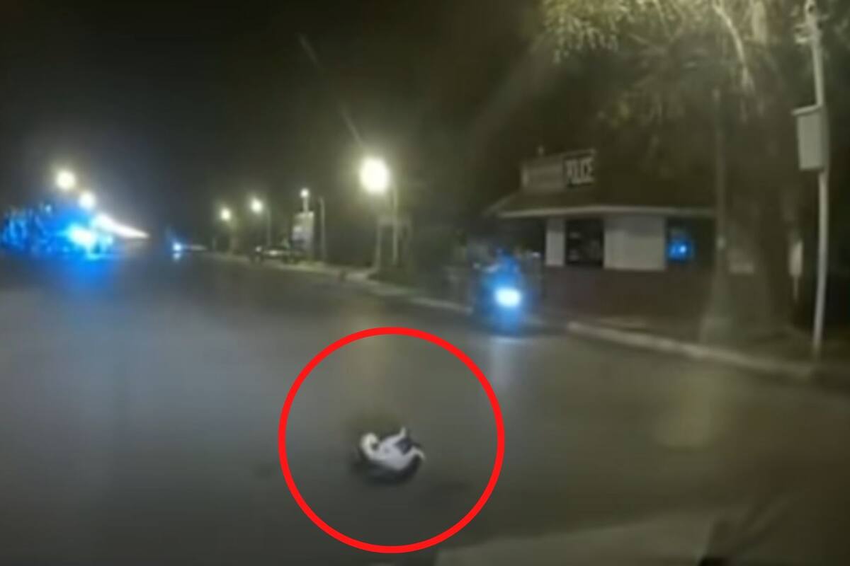 VIDEO: Rescatan a gatito que era estrangulado por serpiente